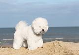 BICHON FRISE 080